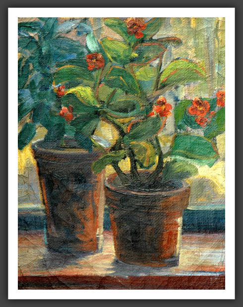13  Begonien 1924-O Ditscher Gallerie
